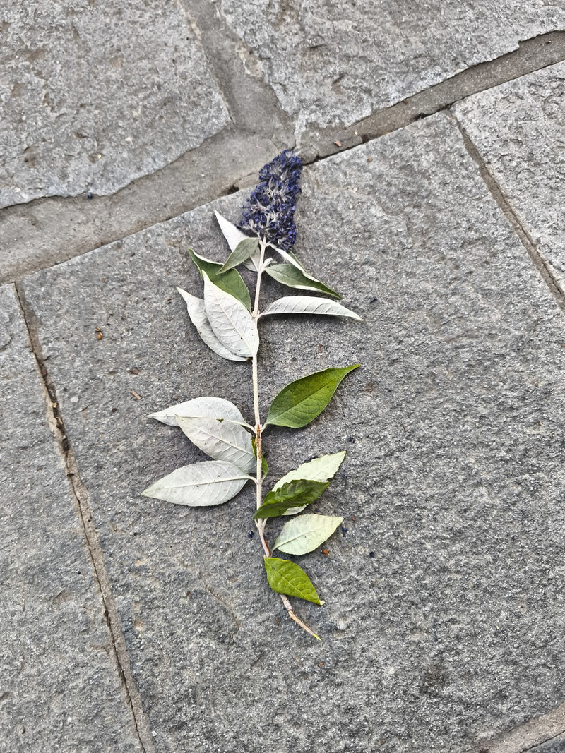Sommerflieder — Bild 5