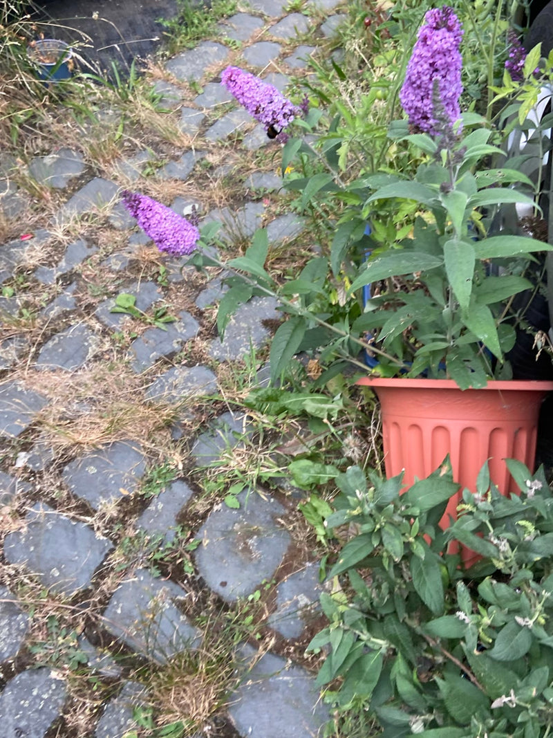 Sommerflieder — Bild 3