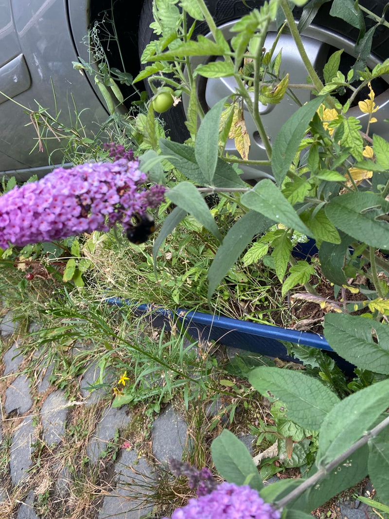 Sommerflieder — Bild 1