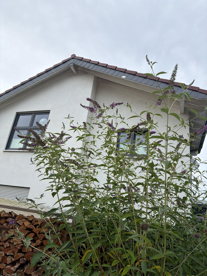 Sommerflieder — Bild 2