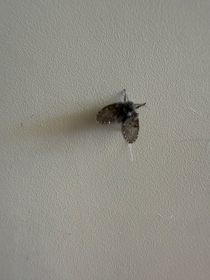 Schmetterlingsmücke — Bild 2