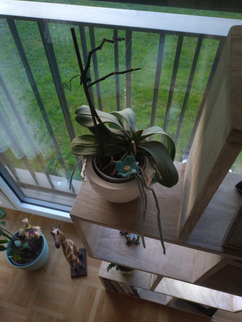 Schmetterlingsorchidee — Bild 3 von 23