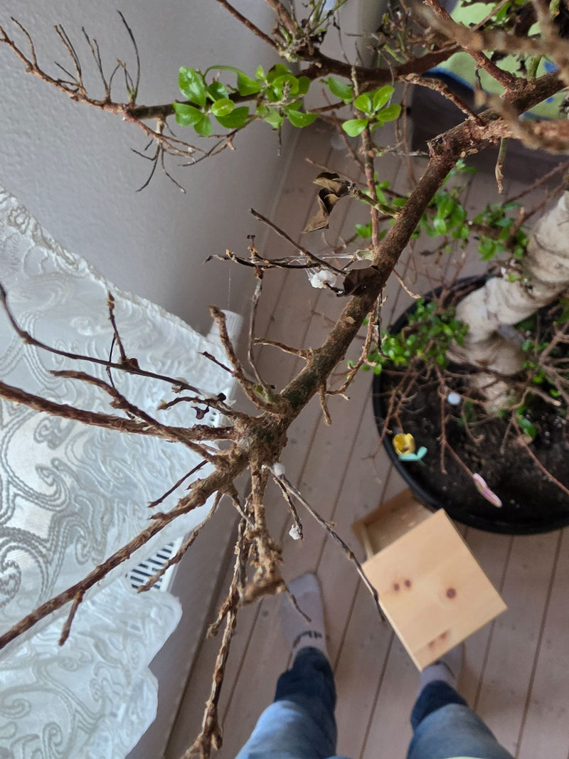 Auf den Zweigen einer Zimmerpflanze sind mehrere weiße, watteartige Wachsansammlungen von Schmierläusen zu erkennen. Sie sitzen auf dem Holz.
