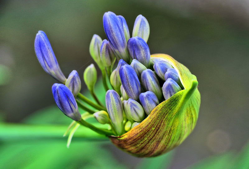 Zu sehen ist die Nahaufnahme einer noch geschlossenen Blütenknospe einer Afrikanischen Schmucklilie (Agapanthus africanus). Die blau-violetten Knospen ragen ...
