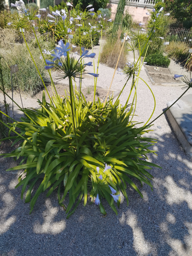Zu sehen ist eine prächtige Schmucklilie mit langen, grünen Blättern und blauen Blütenständen auf langen Stielen. Die Pflanze steht in einem sonnigen Gartenb...