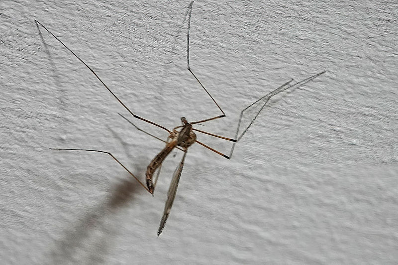 Auf dem Bild ist eine erwachsene Schnake zu sehen, die mit ihren langen Beinen auf einer hellen Wand sitzt.