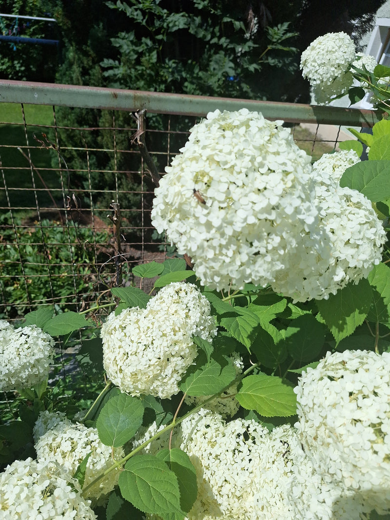 Schneeball-Hortensie — Bild 4 von 8