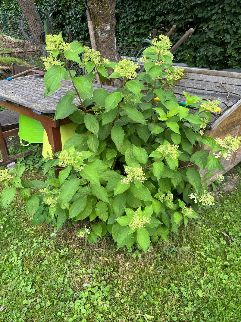 Schneeball-Hortensie — Bild 1 von 8