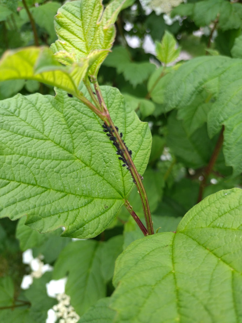 Eine Kolonie schwarzer Schneeballblattläuse sitzt dicht gedrängt an den Stängeln und Adern eines grünen Blattes. Die Insekten saugen Pflanzensaft an ihrem Wirt.