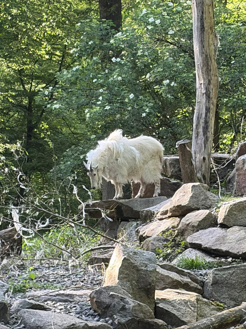 Eine Schneeziege mit langem weißen Fell steht auf einer felsigen Anhöhe im Wald. Im Hintergrund sind grüne Bäume und Sträucher zu sehen.