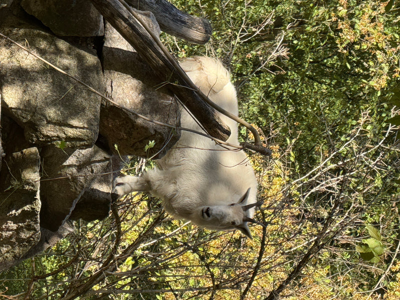 Eine Schneeziege mit weißem Fell steht auf dunklen Felsen in einer bewaldeten Umgebung. Sie blickt in die Kamera.