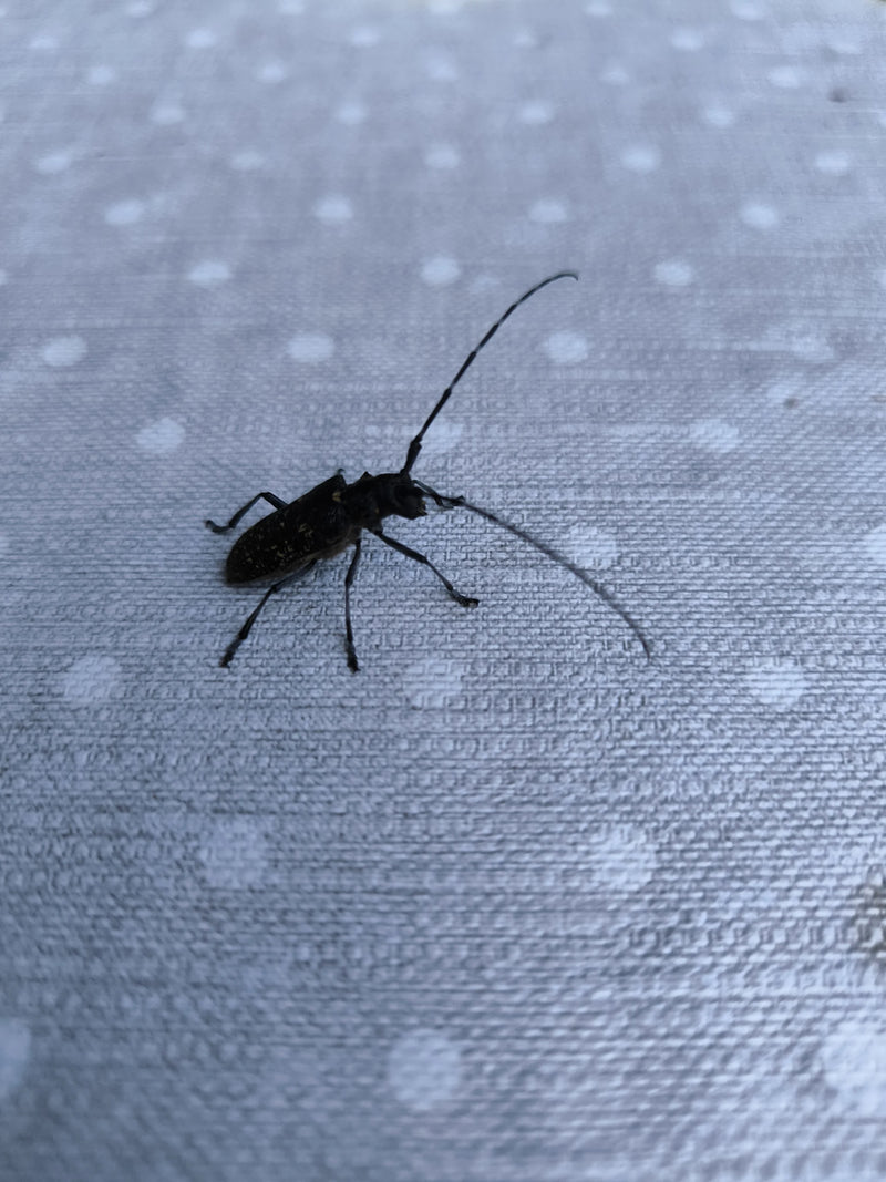Ein Schneiderbock sitzt auf einer hellen Unterlage mit weißem Punktmuster. Der Käfer ist von der Seite zu sehen und zeigt seine typischen, sehr langen Fühler.