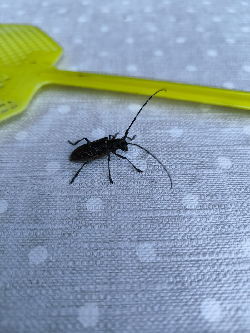 Ein Schneiderbock sitzt auf einer gemusterten Oberfläche neben einer gelben Fliegenklatsche. Das Inekt zeigt seine typischen, langen Fühler.