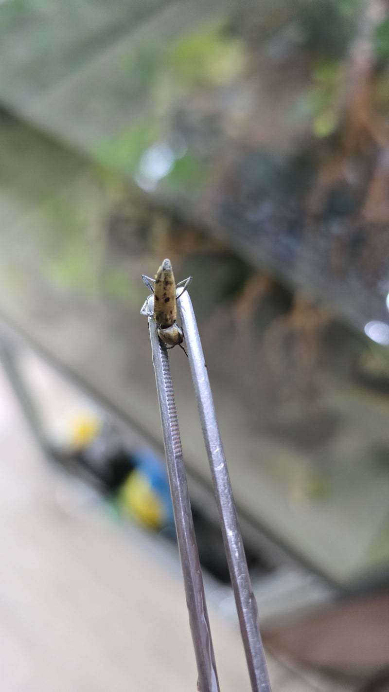 Schnellkäfer (Gattung Agriotes) — Bild 3 von 11