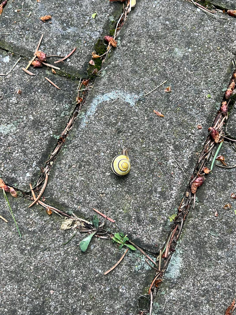 Schnirkelschnecke — Bild 1 von 6