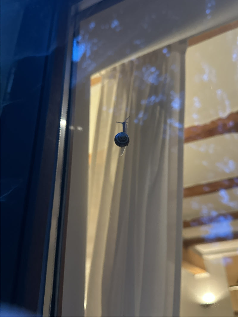 Schnirkelschnecke — Bild 5 von 6