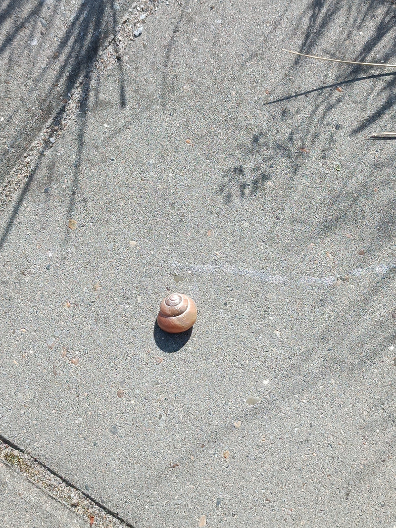 Schnirkelschnecke — Bild 4 von 6
