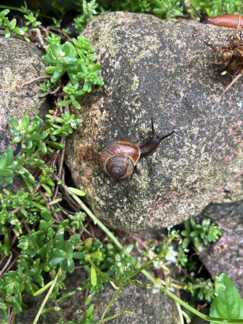 Schnirkelschnecke — Bild 3 von 6