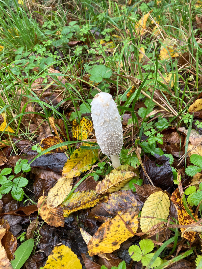 Ein junger Fruchtkörper des Schopftintlings wächst zwischen feuchtem Herbstlaub und Gras.