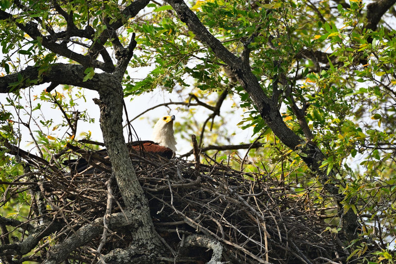 Ein Schreiseeadler sitzt in seinem großen Zweignest hoch oben in einer Baumkrone und blickt nach oben.