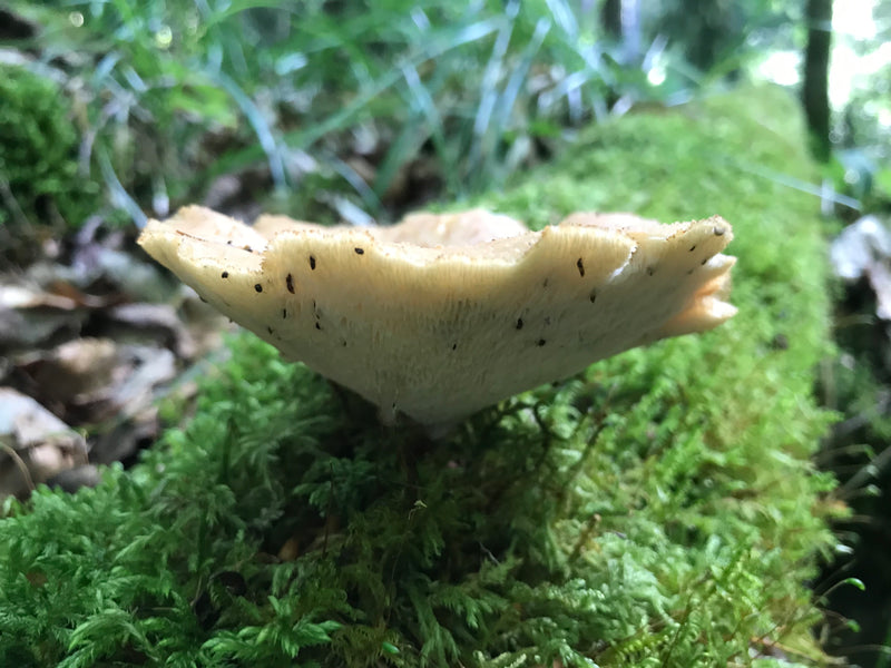 Schuppiger Porling — Bild 5 von 7