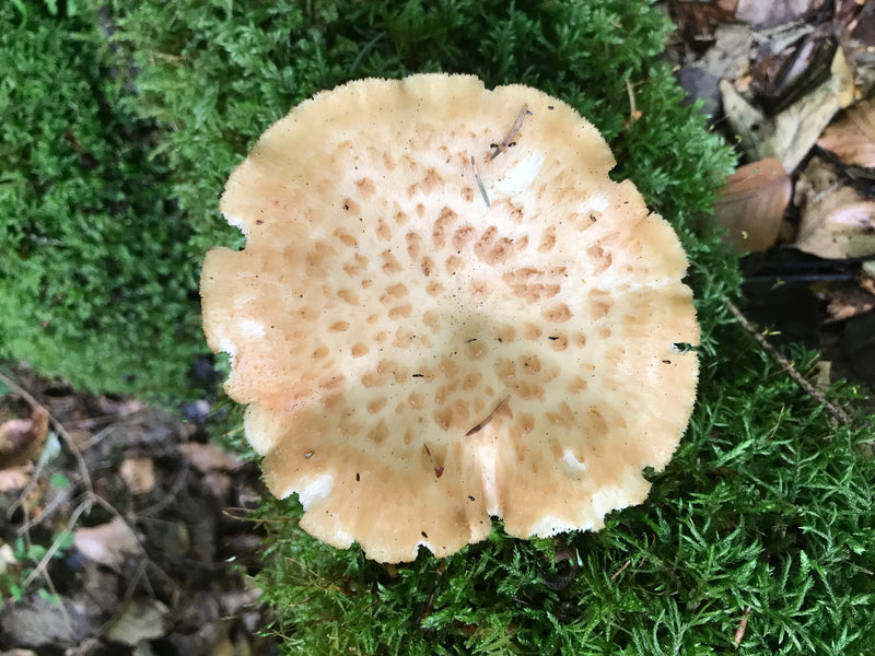 Schuppiger Porling — Bild 3 von 7