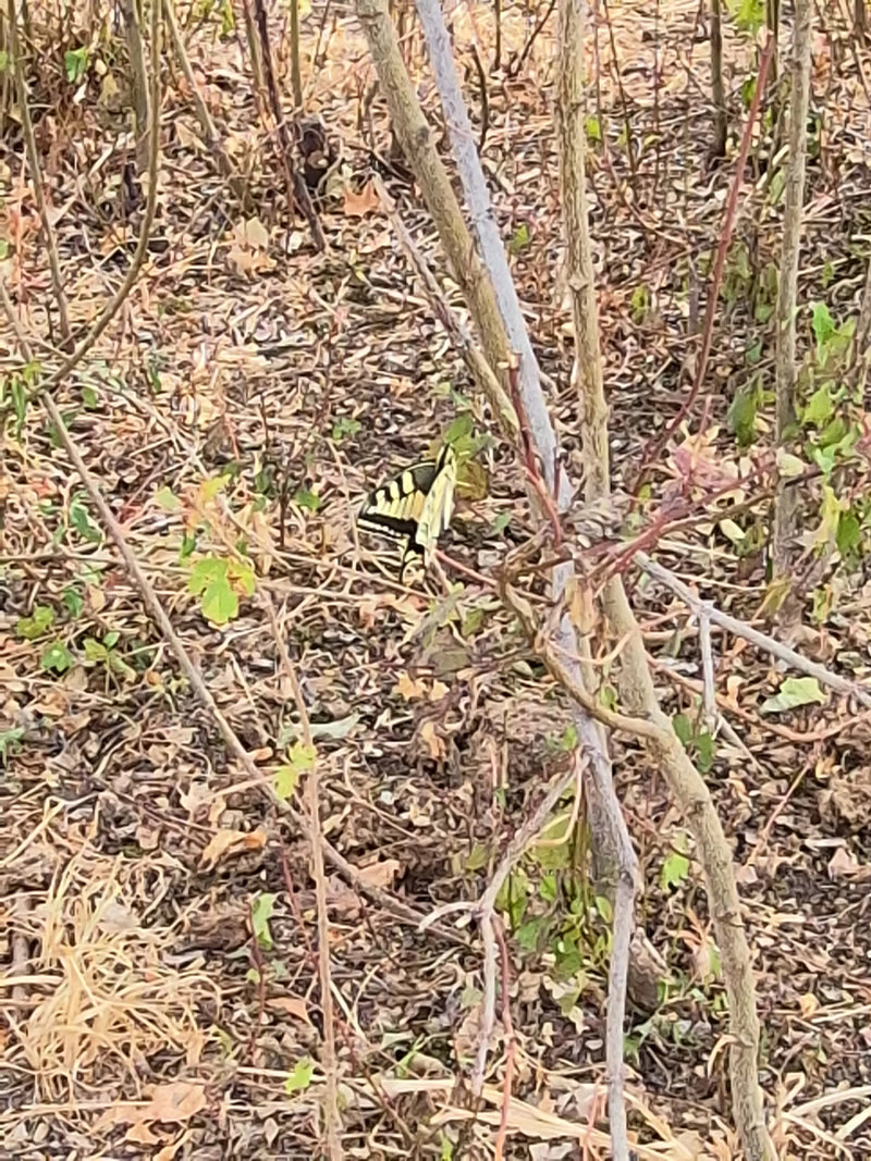Schwalbenschwanz — Bild 1 von 10
