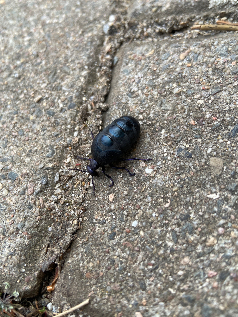 Auf dem Bild ist ein Schwarzblauer Ölkäfer zu sehen, der auf grauen Pflastersteinen läuft. Er zeigt seinen charakteristischen, glänzenden und massiven Hinter...