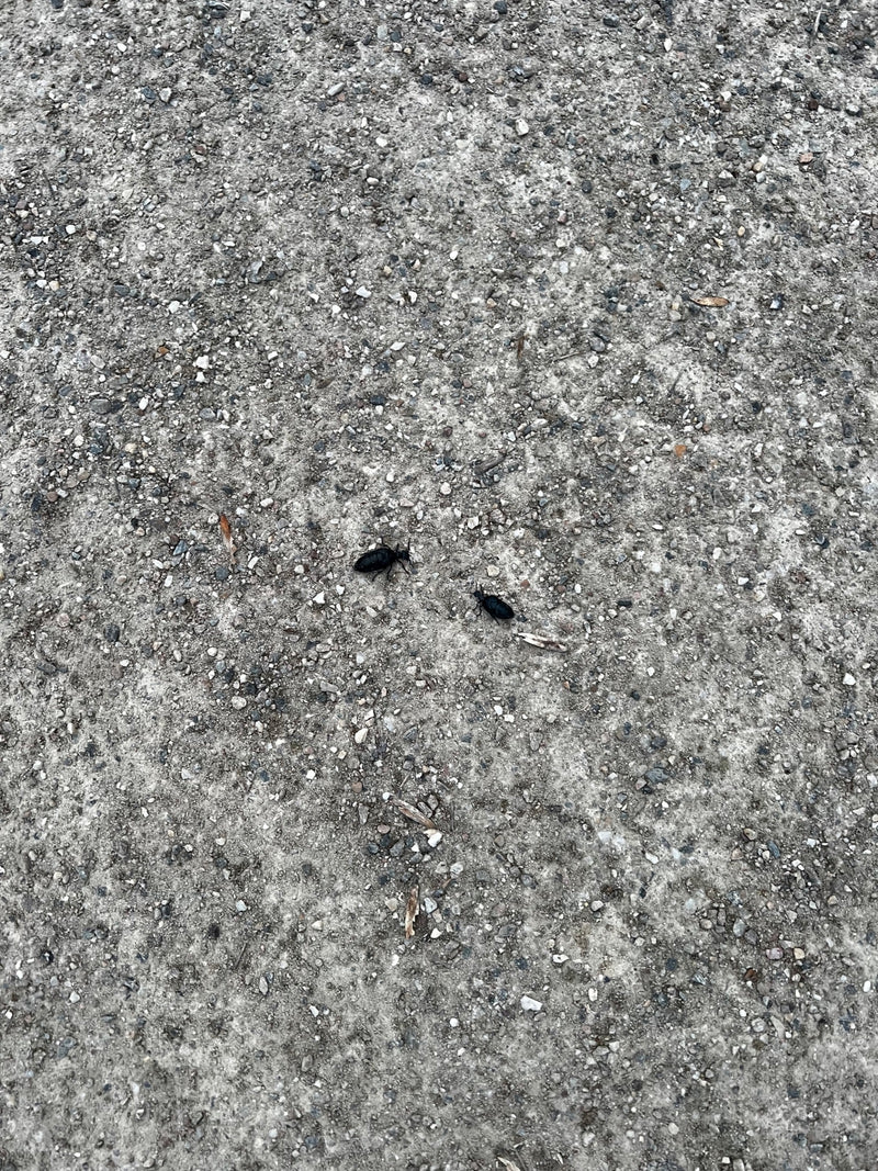 Auf einem Schotterweg sind zwei kleine, schwarzbläuliche Ölkäfer zu sehen. Sie befinden sich auf dem sandigen, kiesigen Boden.