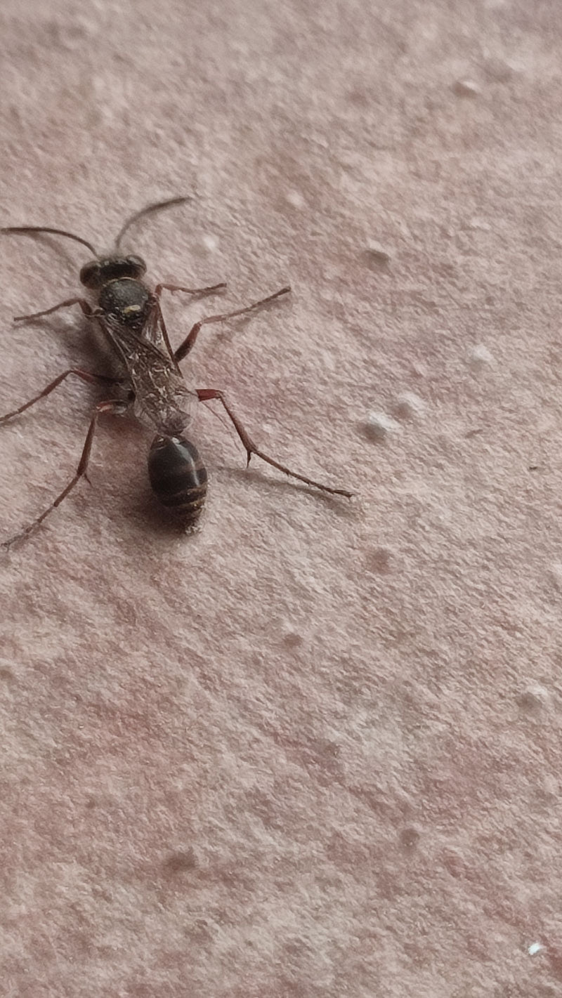 Eine Schwarze Grabwespe sitzt auf einer hellen, strukturierten Oberfläche. Das Insekt ist von oben zu sehen.