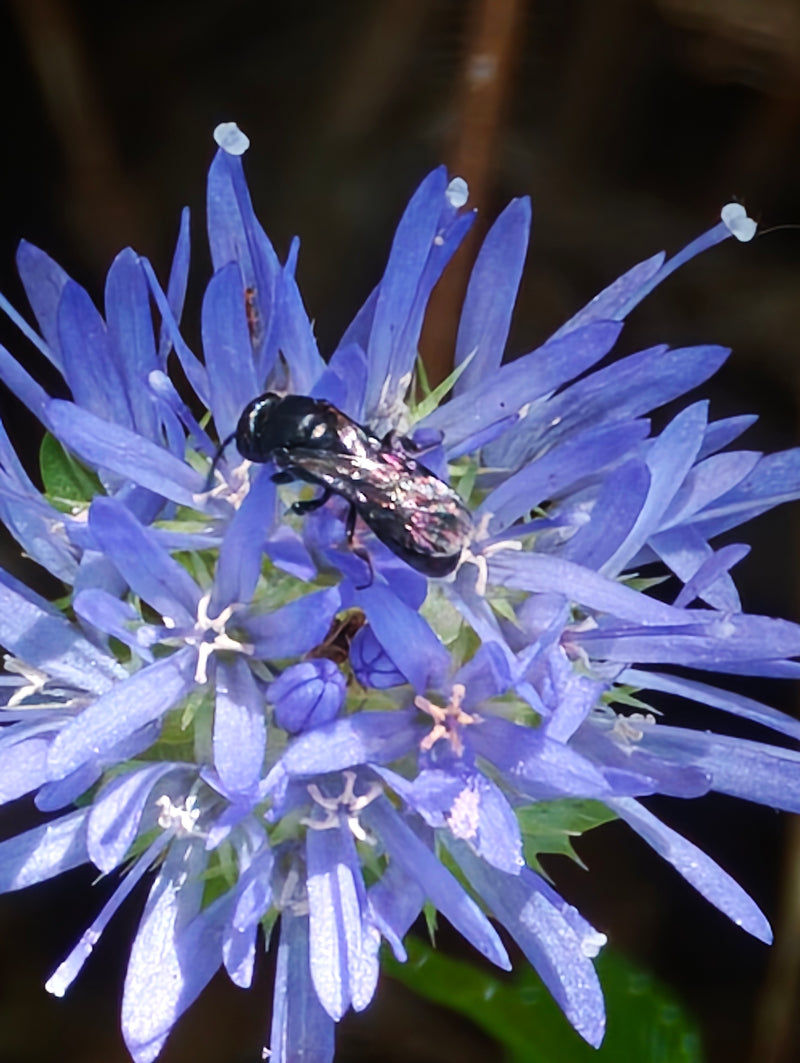 Eine Schwarze Grabwespe sitzt auf einer blauen Blüte. Das Insekt ist gut zu erkennen.