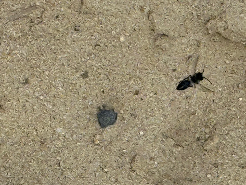 Auf dem Bild ist eine Schwarze Grabwespe zu sehen, die auf einer hellen, strukturierten Oberfläche sitzt.