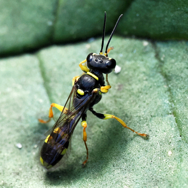 Eine Schwarze Grabwespe sitzt auf einem grünen Blatt. Die Aufnahme zeigt das Insekt von schräg oben.
