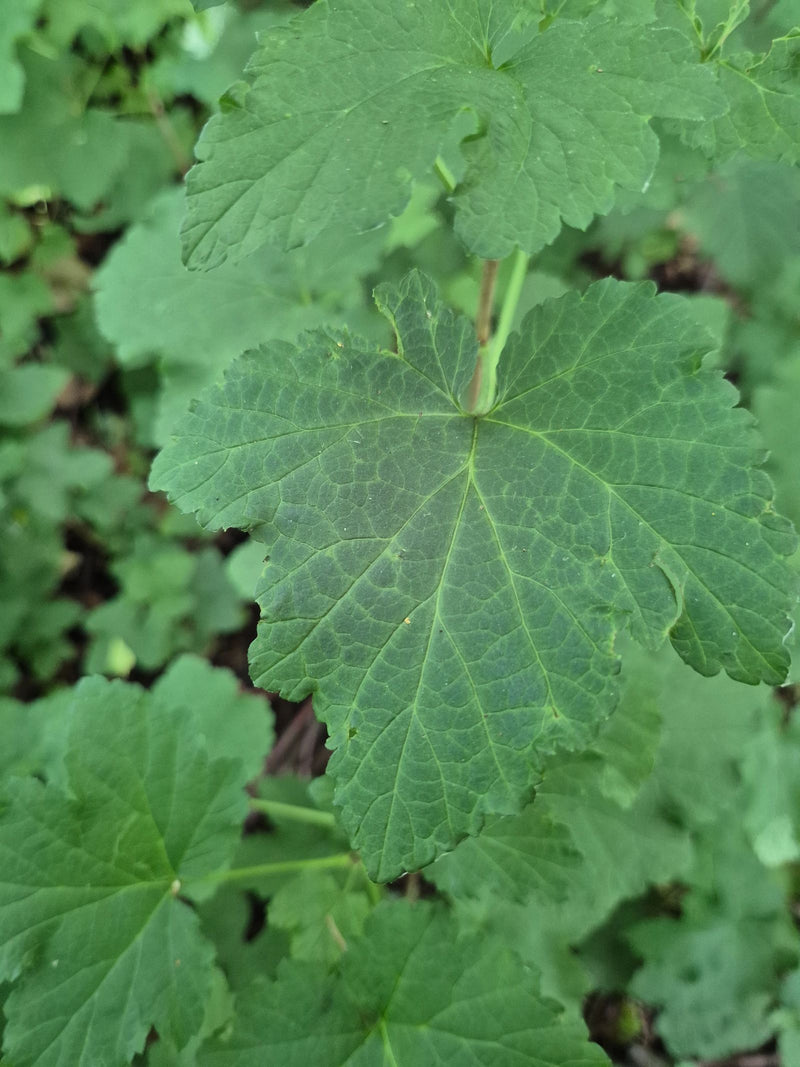 Zu sehen ist ein grünes, gelapptes Blatt der Jostabeere aus der Nähe. Weitere Blätter und Zweige bilden den Hintergrund.