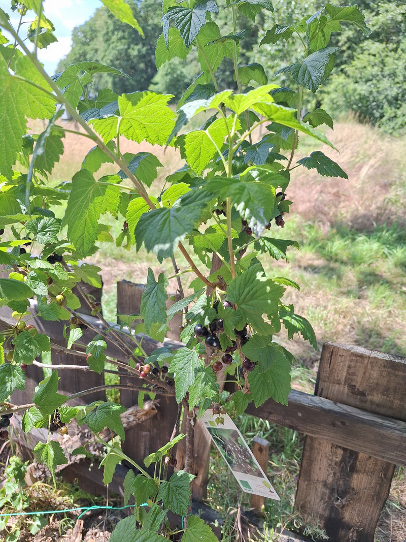 Auf dem Bild ist eine Jostabeere mit grünen Blättern und reifenden dunklen Früchten zu sehen. Die Pflanze steht in einem Garten vor einem Holzzaun.