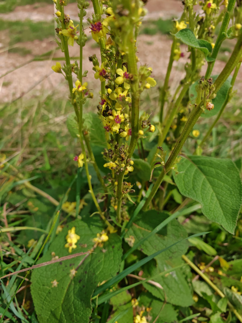Schwarze Königskerze — Bild 3 von 3