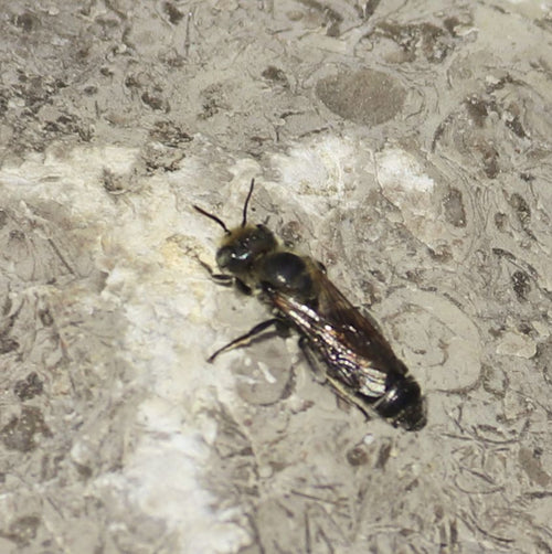 Schwarze Mörtelbiene (Megachile parietina) – Bild 1
