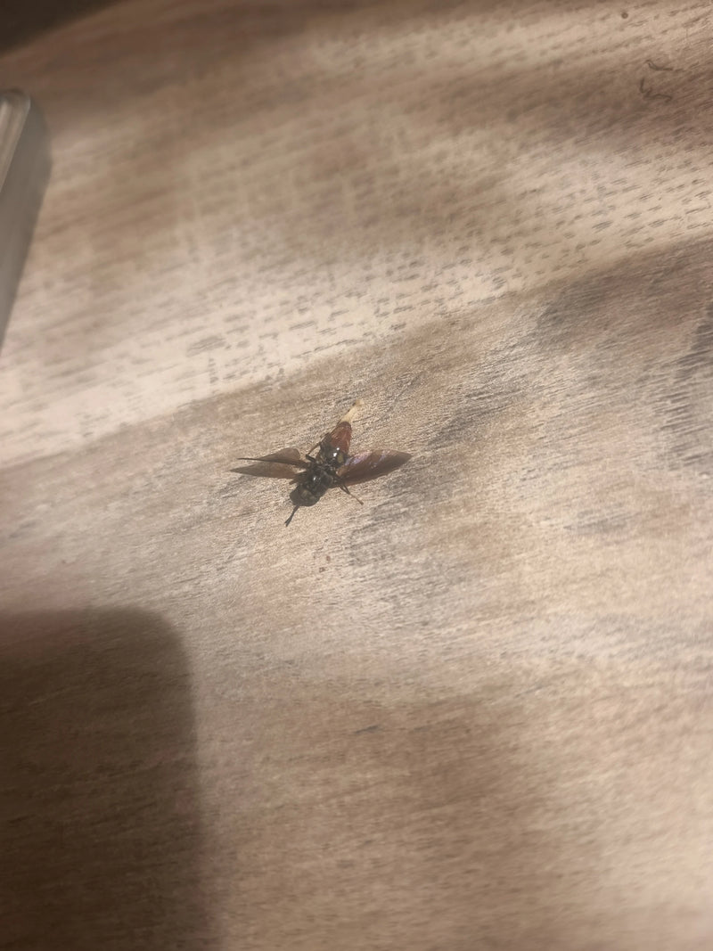 Auf dem Bild ist eine Schwarze Soldatenfliege zu sehen, die auf einer hellen Holzoberfläche ruht. Die Fliege ist gut erkennbar und zeigt ihre typischen Merkm...