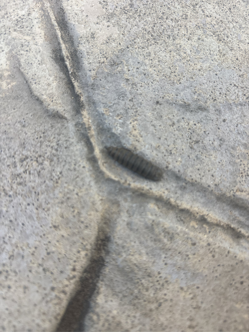 Auf einem hellen Steinboden ist eine dunkle Larve der Schwarzen Soldatenfliege zu sehen. Das Segmentierte Insekt liegt ruhig auf dem Untergrund.