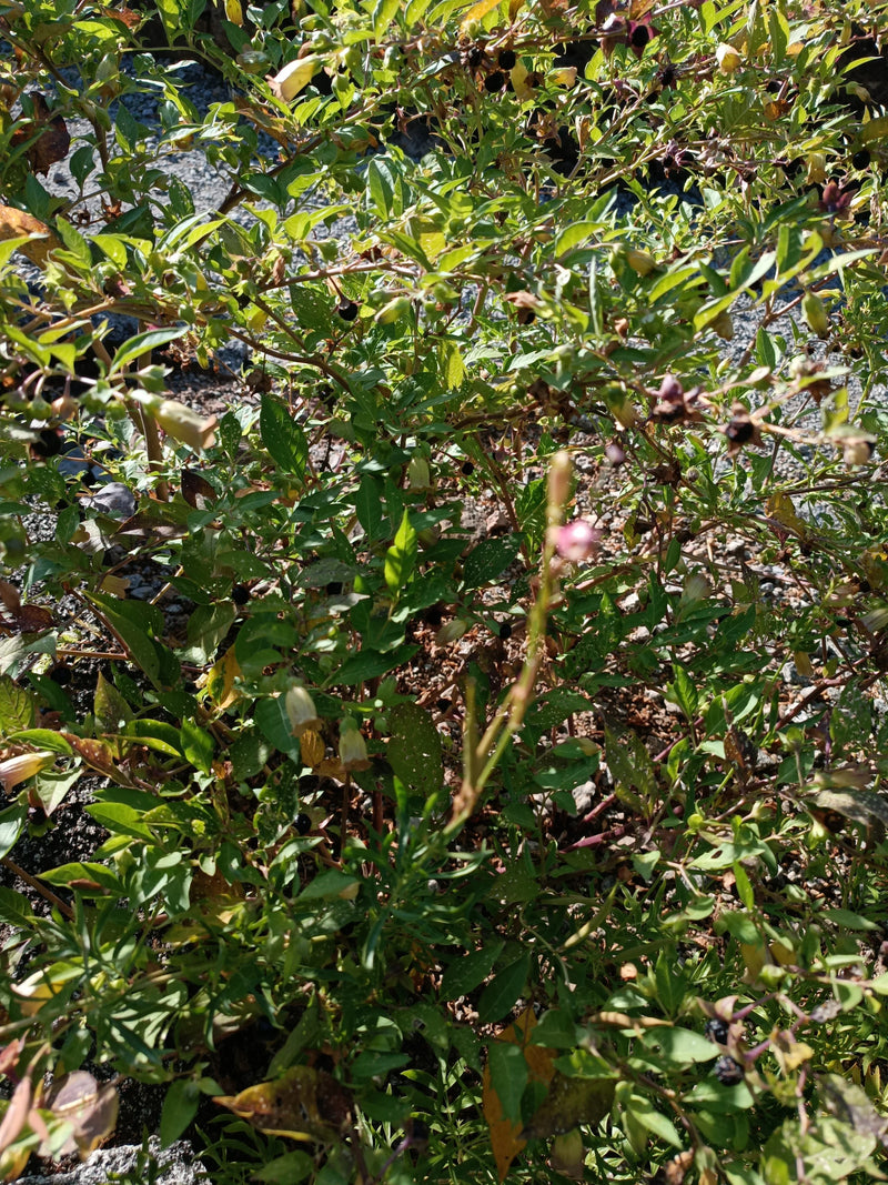Zu sehen ist eine buschige Schwarze Tollkirsche mit grünen Blättern, glockenförmigen Blüten und vereinzelt dunklen Beeren. Die Aufnahme zeigt einen Ausschnit...