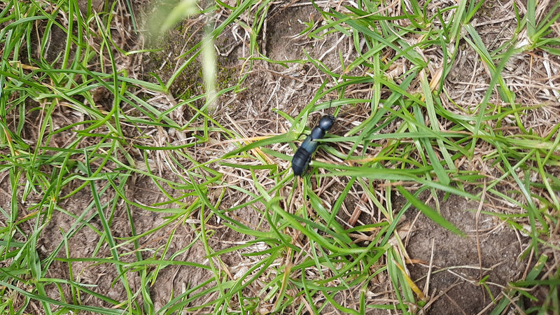 Auf dem Bild ist ein Schwarzblauer Ölkäfer zu sehen, der im grünen Gras und auf dunkler Erde sitzt. Die Aufnahme zeigt das Insekt von oben in seiner natürlic...