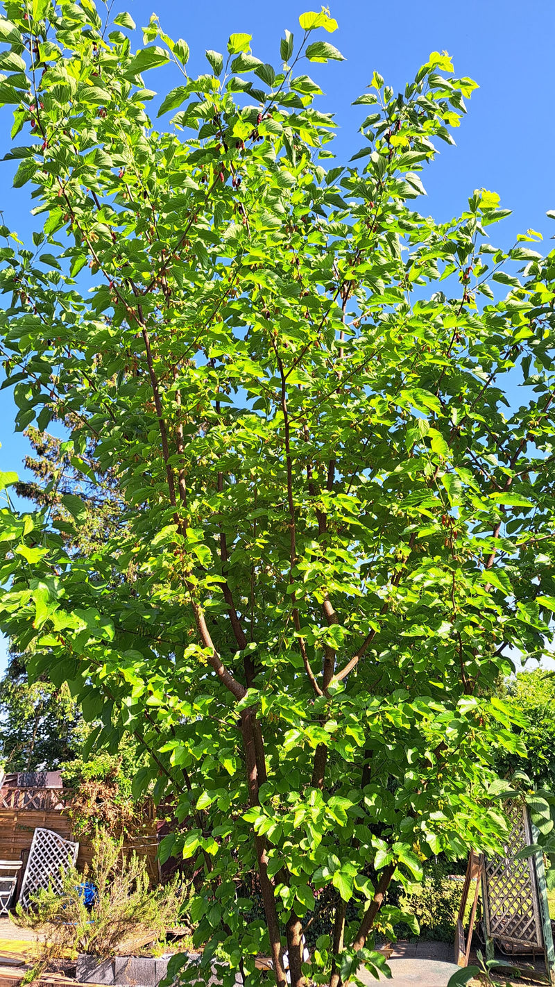 Schwarzer Maulbeerbaum — Bild 1 von 9