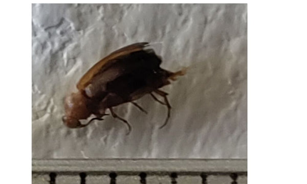 Zu sehen ist ein Schwarzer Pelzkäfer von der Seite auf einer hellen, strukturierten Oberfläche.