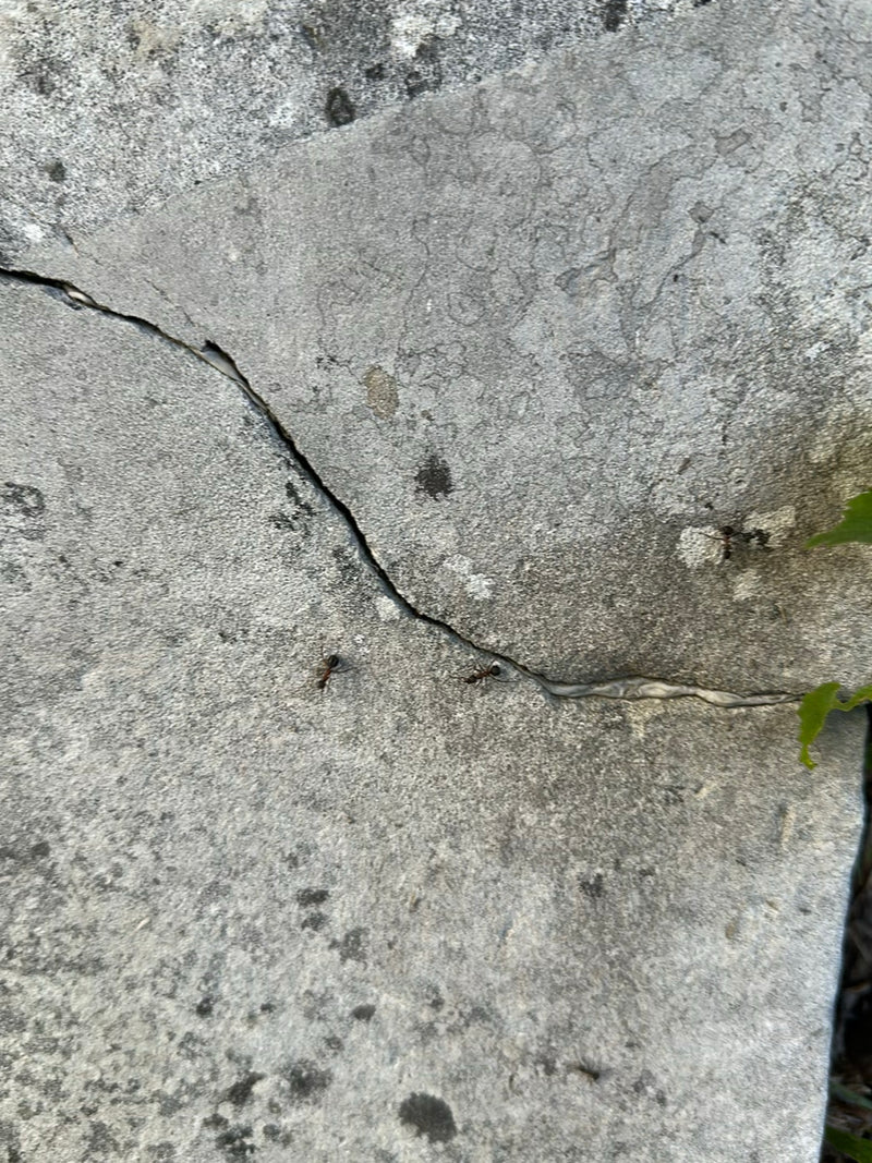 Auf einem hellen, rissigen Steinboden laufen mehrere Grauschwarze Sklavenameisen umher. Die Aufnahme zeigt die Insekten aus der Vogelperspektive in ihrer nat...