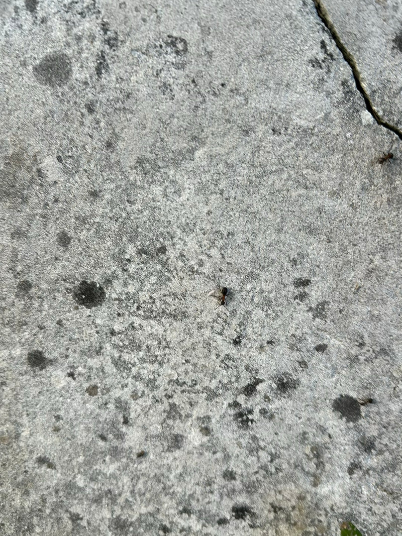Eine Grauschwarze Sklavenameise läuft über einen hellen, strukturierten Steinboden.