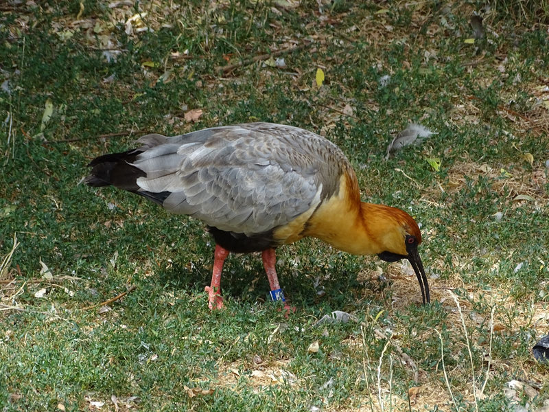 Ein Schwarzzügelibis steht auf einer Wiese und sucht mit seinem langen Schnabel nach Nahrung im Boden. Das Gefieder und die auffällige Färbung sind gut zu er...