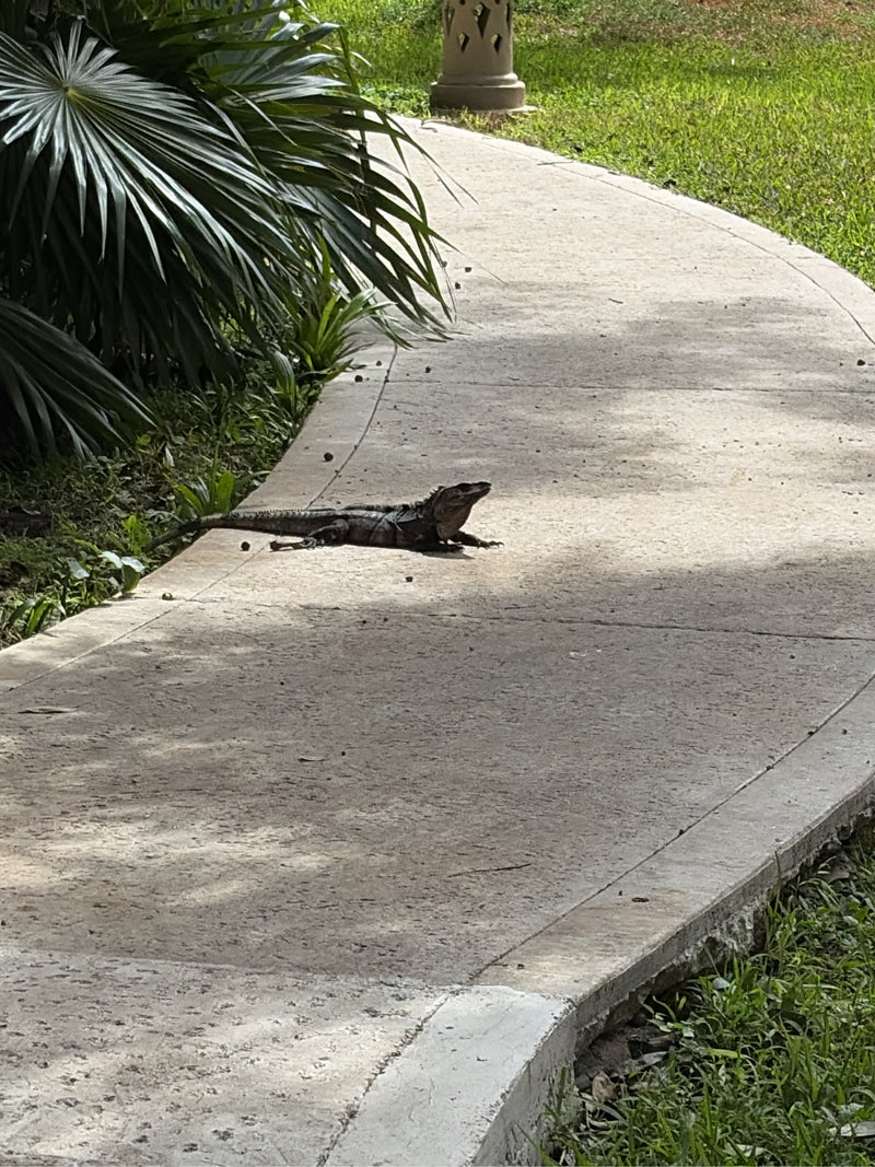 Schwarzkehl-Stachelschwanzleguan — Bild 2 von 2