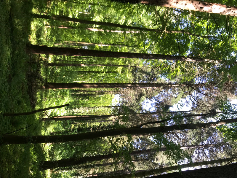 Schwarzkiefer — Bild 5