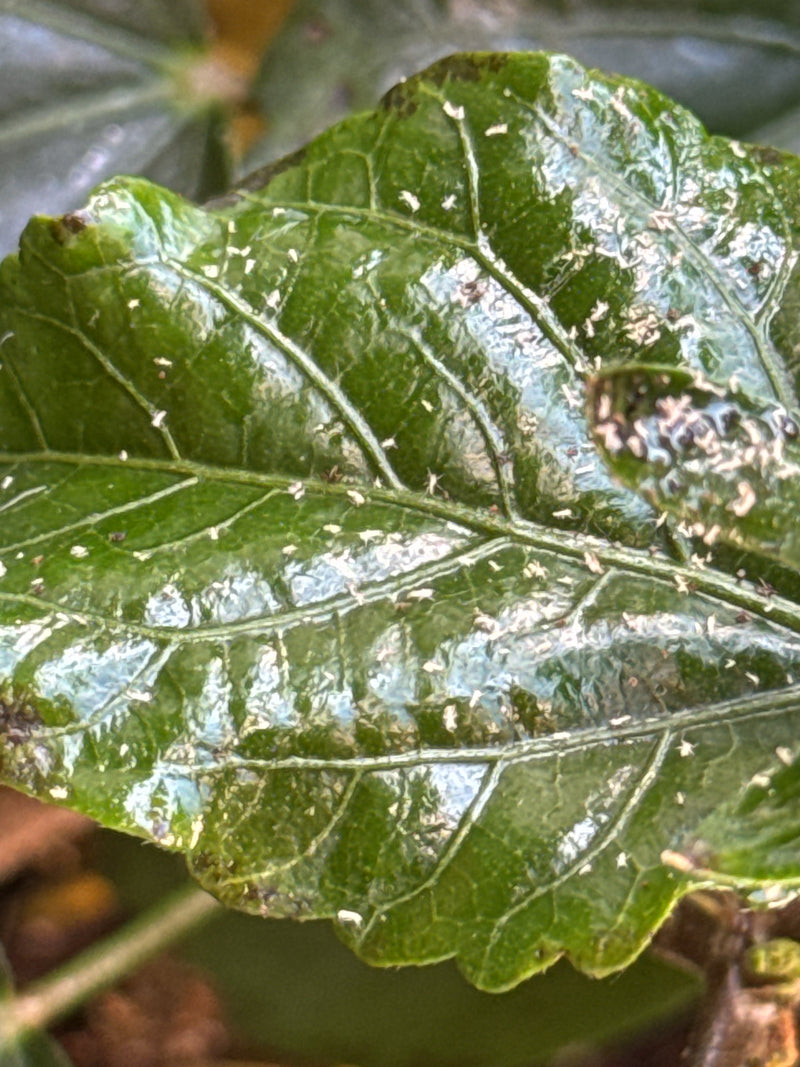 Schwarzkopfameise — Bild 3