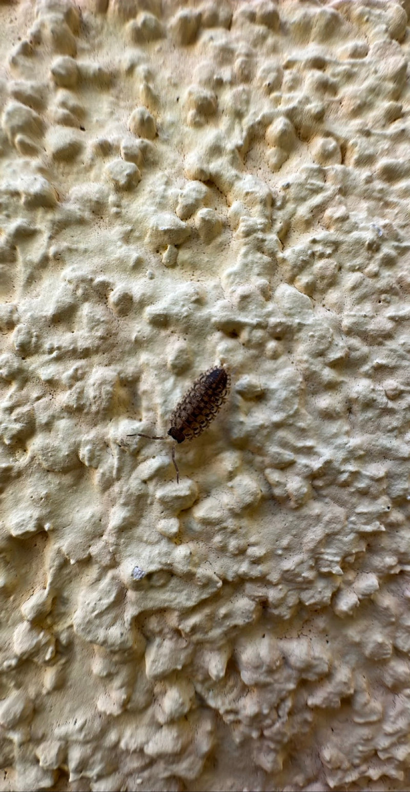 Auf dem Bild ist eine Dornfühlerassel zu sehen, die auf einer strukturierten, hellen Hauswand sitzt. Das Tier zeigt seine typische Körperfärbung und die char...